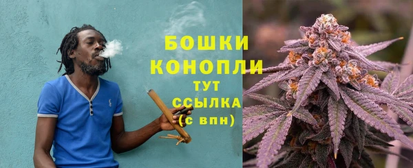 сатива Беломорск